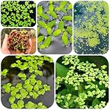 Comprar semillas de lenteja de agua (Lemna minor) flotantes estanque raras orgánicas, jardín cobertura del suelo jardín 300pcs