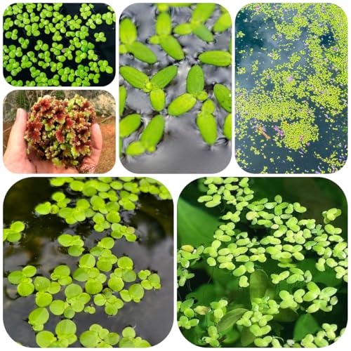 Comprar semillas de lenteja de agua (Lemna minor) flotantes estanque raras orgánicas, jardín cobertura del suelo jardín 300pcs