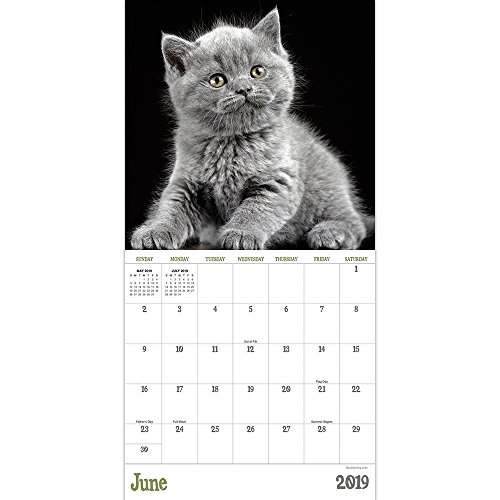 2019 Kittens Mini Calendar #TOP2