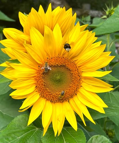 Bio-Sonnenblumenöl natives Bratöl 500 ml, kaltgepresst, extra mild aus geschälten hight oleic ölsäurereichen Bio-Sonnenblumenkernen aus Deutschland, reich an Vitamin E