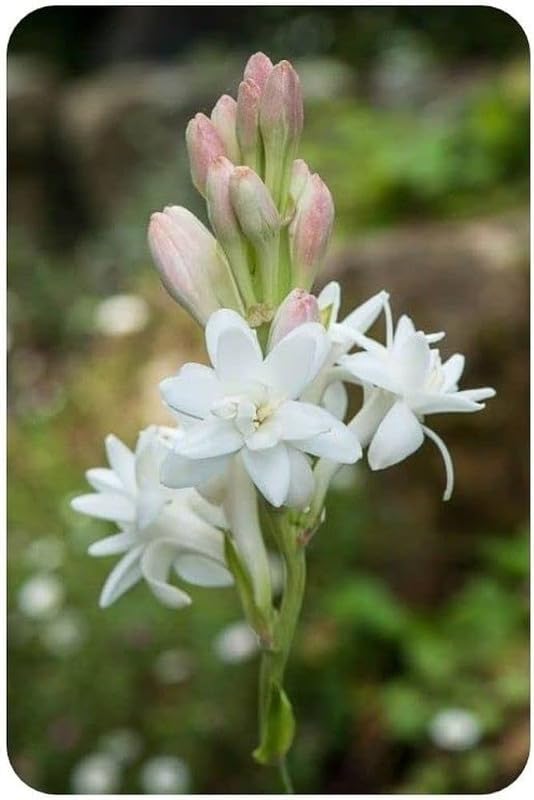 See full amazon price history chart for BDSresolve Rajanigandha flower LIVE plants Pack of 2 BDSresolve Rajanigandha flower LIVE plants Pack of 2 (B0CR88Y75G) Amazon Price History, Amazon Price Tracker