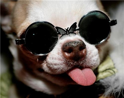 chihuahua sunglasses