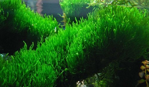 Flame Moss - Taxiphyllum Species - (4x6 cm) - Live Aquarium Plant