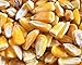 TomorrowSeeds - Reid's Yellow Dent Corn Seeds - 3 Pounds - for 2026 Planting Open-Pollinated Yellow Flint Field for Grinding Silage Cattle Bird Deer Feed Cover Crop Grow Your Own Home Farm Patio