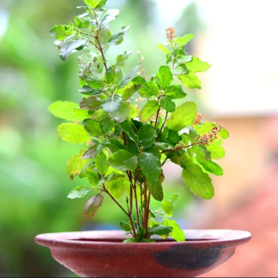JIGNISHASEEDS Tulsi (Holy Basil) Plant - Krishna Tulsi Beej - Rama Tulsi - Ocimum Sanctum Seeds - 100 Seeds Pack (B0C9TYYVDD) Amazon Price History, Amazon Price Tracker