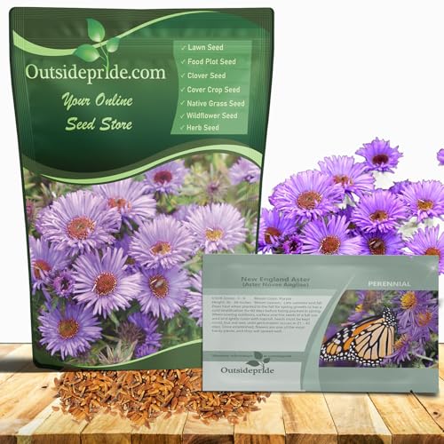 Outsidepride New England Aster Seeds - 1000 Pcs Perennial, Hardy