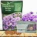 Outsidepride New England Aster Wildflower Seed - 1000 Seeds
