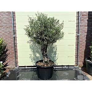 Olea Europea – Olijfboom Bonsai stamomvang 60-80cm