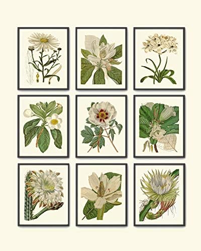 White Botanical Flowers Wall Art Print Set of 9 - Unframed - Prints Beautiful Antique Daisy Magnolia Tree Star of Bethlehem Gardenia Peony Trumpet Cactus Illustration Home Room Decor to Frame CU
