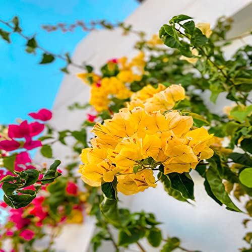 Casablanca Bio Data Roof Top Plant Garden