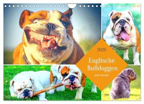 Dicke Freunde. Englische Bulldoggen (Wandkalender 2026 DIN A4 quer), CALVENDO Monatskalender: Sensible Dickköpfe mit großem Herz! (CALVENDO Tiere)