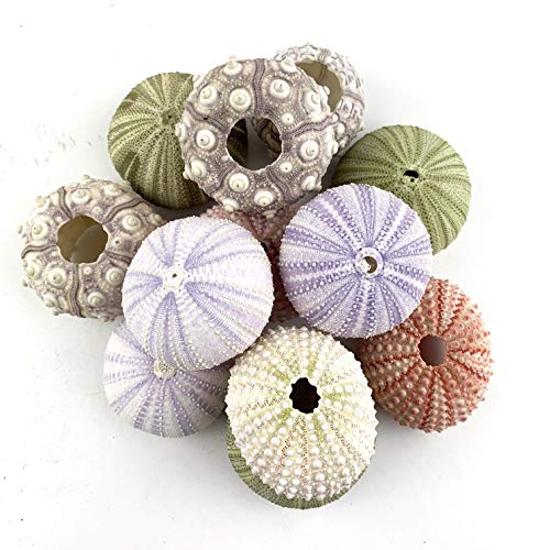 Worlds Assorted Natural Sea Urchins for Air Plants Craft and Decorations 12PC(1-1/4-2-1/4Inch)