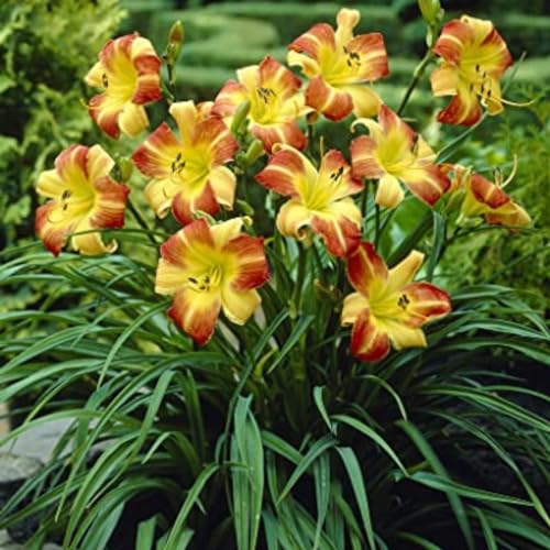 Hemerocallis bulbi,erbacee perenni, a fioritura primaverile, bulbi da fiore resistenti, bulbi belli e sani,Daylily(no semi, no bulbi e non artificiali)-3bulbi