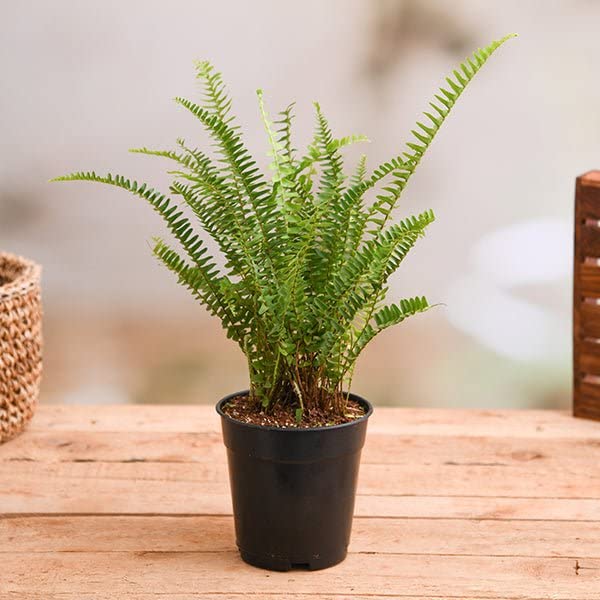 Mphmi NCR Perennial Live Plants Nephrolepis exaltata bosteniensis, Boston Fern - Plant (B0CF695Q25) Amazon Price History, Amazon Price Tracker