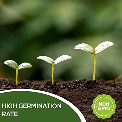 20 Heirloom Vegetable Seeds For Planting - 100% Non Gmo - Most Popular Garden Vegetable Seeds Variety Pack - Cucumber, Carrot, Broccoli, Radish, Kale, Zucchini, Cabbage, Beet, Arugula, Celery And More #TOP4