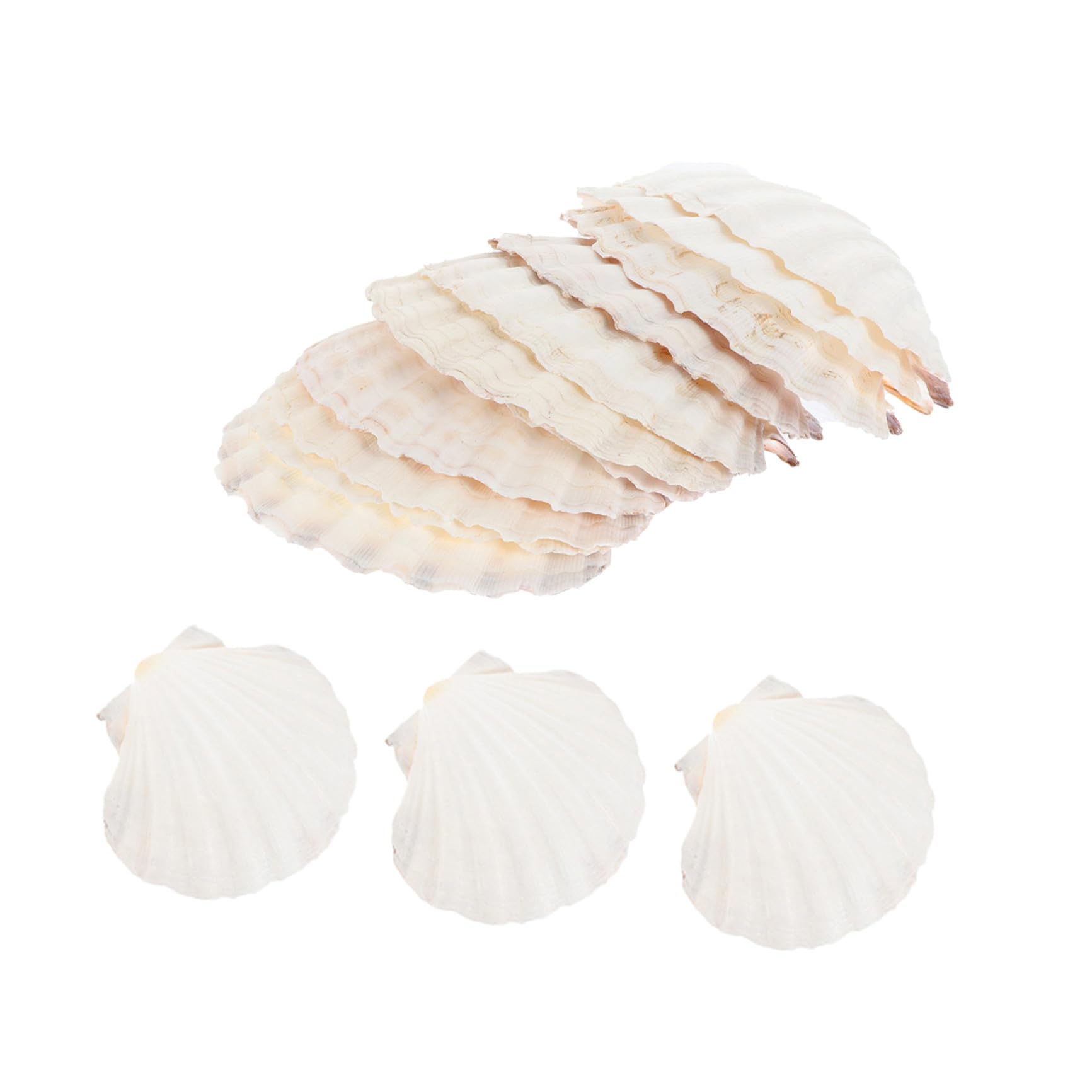 TOYANDONA Piatti Conchiglia Naturali 12 Pezzi 10-13 CM per Barbecue e Frutti di Mare Vassoio Capesante Resistente Decorazioni Conchiglie Marine per Cucina e Dessert