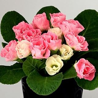 宿根草 バラ咲き プリムラ ジュリアン いちごのミルフィーユ １株 冬咲き 鉢植え 庭植えガーデニング 寄せ植え等に