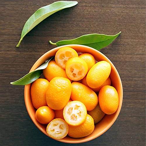 Qauzuy Garden 10 Kumquat Seeds(Citrusjaponica) Heirloom Organic Round Kumquat Seeds - Sweet Juicy Citrus Fruit To Plant Home Garden Outdoor #TOP1