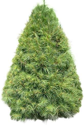 Homegrown Pine Tree Seeds, 100 Seeds, White Pine Tree