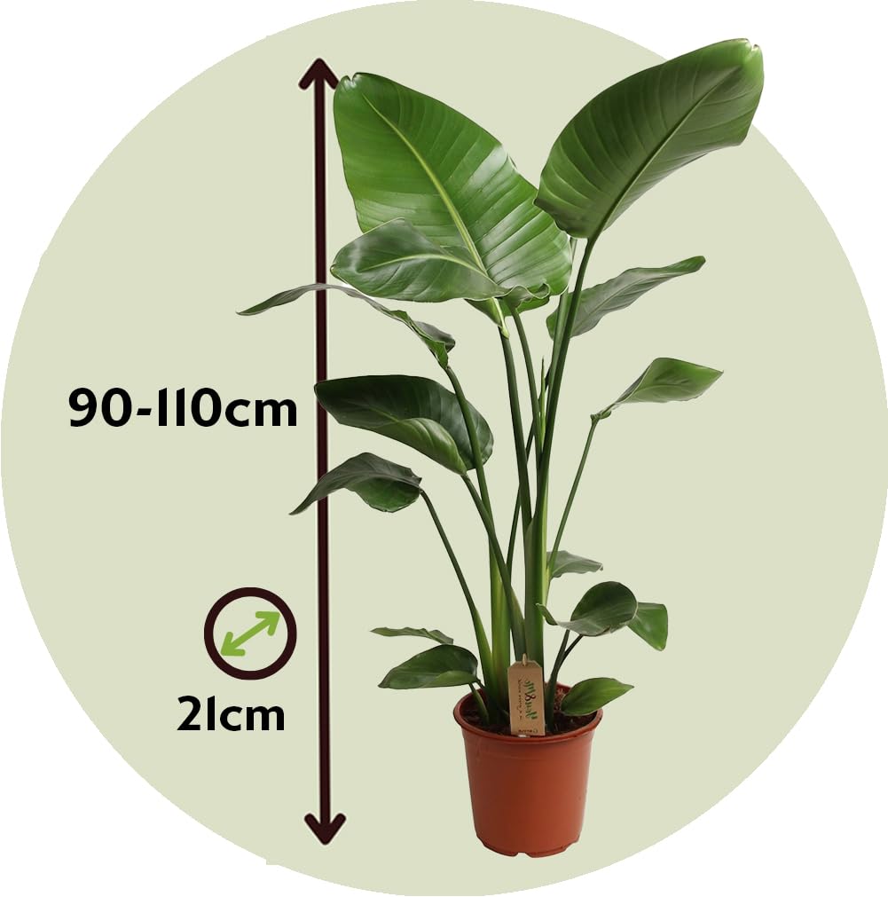 Plant in a Box - Strelitzia Nicolai - Paradiesvogelpflanze - Höhe 90-110cm - Topf 21cm - Strelitzie Grüne Zimmerpflanze