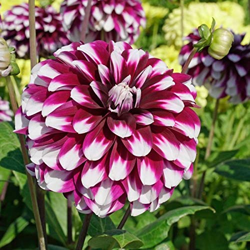 小物 dahlia dahlia 51jySTm2ZjL._AC_UF1000,