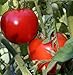Early Girl Hybrid Tomato 45 Seeds- Blemish Free Skin!