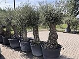Olivenbaum, Olea Europea, stammumfang 100/120cm, gesamthöhe 260/270cm inclusiv topf
