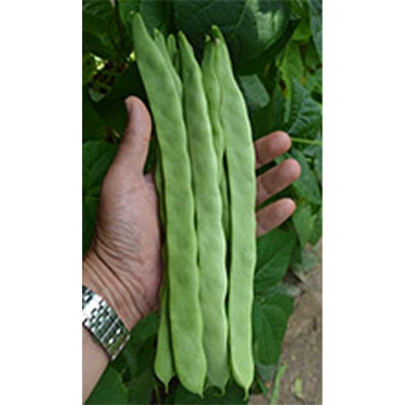 Romano Qing Bian Pole Bean Seeds