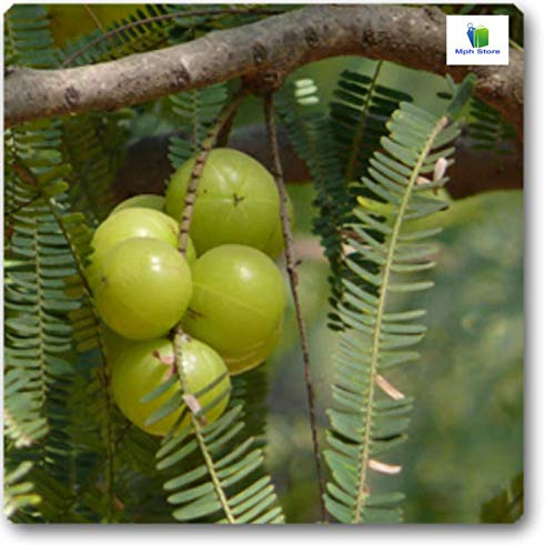Mphmi Nurseryplant Amla (Big Anola Fruit,Amlaki Grown amalaka Indian gooseberry through) - Plant (B09NML1V1K) Amazon Price History, Amazon Price Tracker