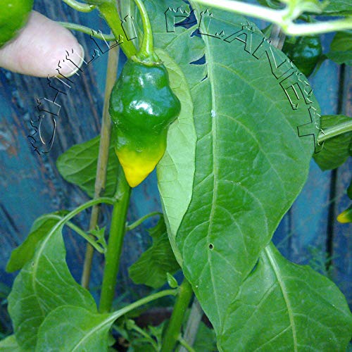 Portal Cool 10 Semi/Seeds Chili Aji Limo