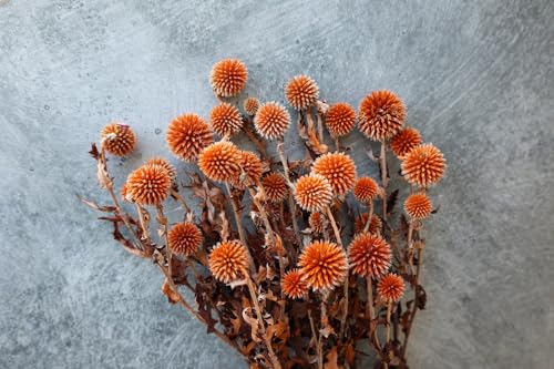 Ramillete de Echinops Secos 3 Ramos Naranja Decoración miniatura 6