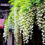Weeping Jasmine Seeds (300 PCS) – Fragrant Cascading White Flowers, Climbing & Trailing Ornamental Vine, Non-GMO Flower Seeds for Garden, Balcony & Pergola Planting