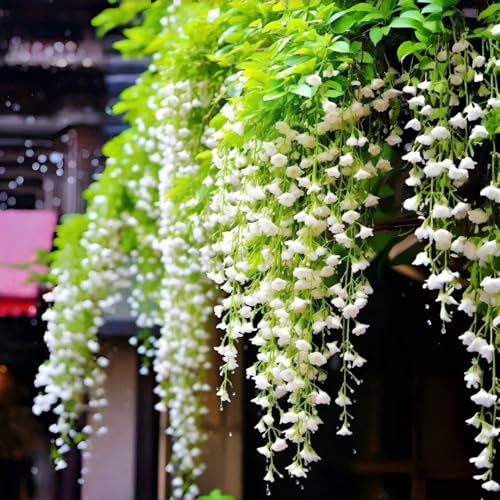 Weeping Jasmine Seeds (300 PCS) Fragrant Cascading White Flowers Climbing & Trailing Ornamental Vine Non-GMO Flower Seeds for Garden Balcony & Pergola Planting