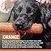 SportDOG Orange Plastic Dummies - Durable Soft Plastic Retriever & Hunting Bumper Training Accessory - Non-Toxic Weatherproof Material - High-Visibility Color