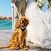 Hunde-Smoking-Fliege, formelles Hund Smoking Bandana Halsband, verstellbares Hunde-Smoking-Halsband mit Fliege f?r Hunde und Katzen