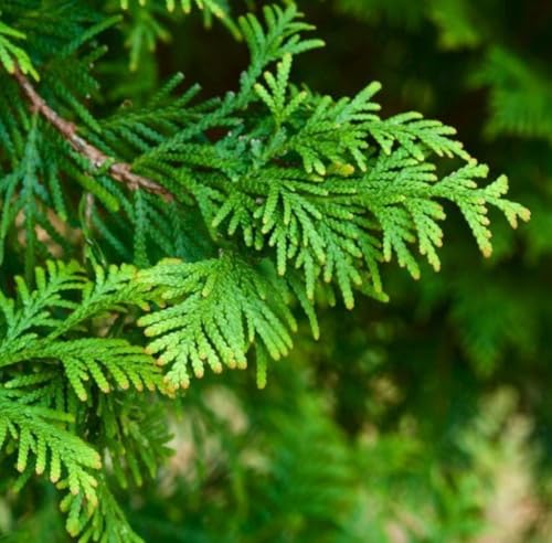 Aceite Esencial de Hinoki Orgánico Puro 5 mL miniatura 2