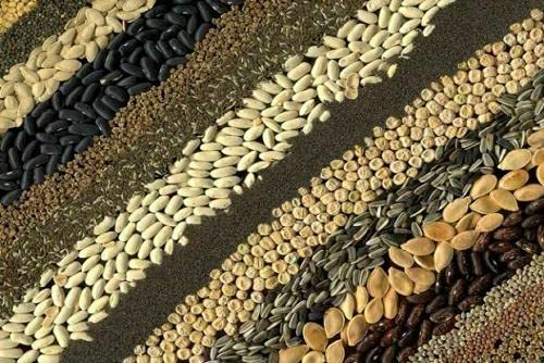 Salvia henryi, 10 semi