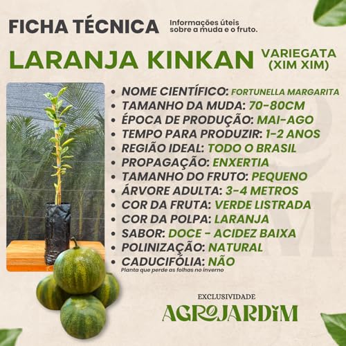Muda Frutífera de Laranja Kinkan Variegata Enxertada (Xim Xim)