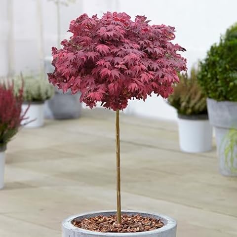 Acer Hime Shojo Japanese Maple Tree Cover