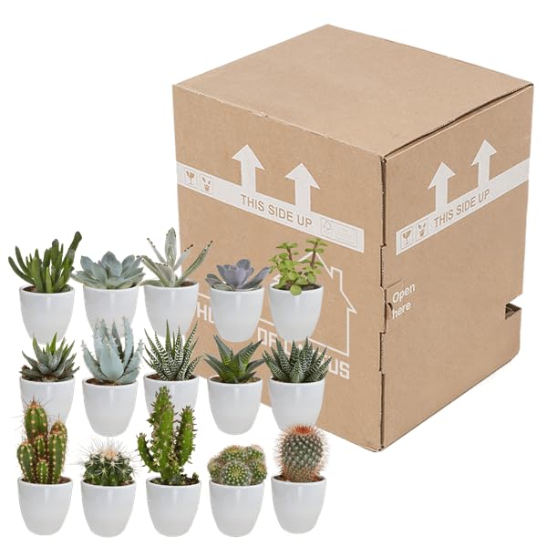 Sukkulenten & Kakteen Mix Verschiedene Mini 15 Pflanzen Ø5,5 cm 5 cm
