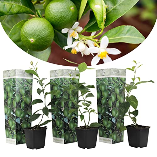 Plant in a Box - Citrus aurantifolia Limette - Citronnier - Set de 3 - Pot 9cm - Hauteur 25-40cm - Plante en bacs
