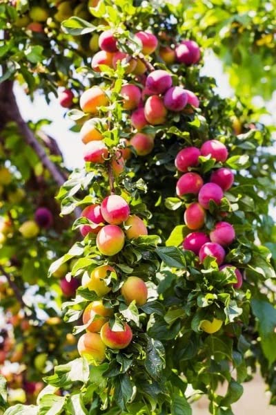 See full amazon price history chart for Cloud Farm Exotic Live Grafted Plum (Aalu bukhara/Aloo bukhara/Alubukhara) Healthy Fruit Plant 2-3 Feet, Pack of 1 CF_53 Cloud Farm Exotic Live Grafted Plum (Aalu bukhara/Aloo bukhara/Alubukhara) Healthy Fruit Plant 2-3 Feet, Pack of 1 CF_53 (B0BNQ11ZPK) Amazon Price History, Amazon Price Tracker