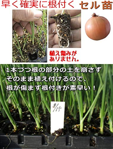 Amazon.co.jp: たまねぎ セル苗 ネオアース 【中晩生】 90本 タマネギ