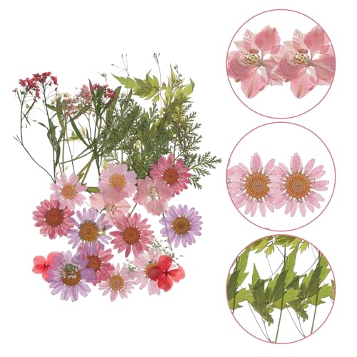 Flores secas prensadas naturales para manualidades 35 piezas miniatura 7