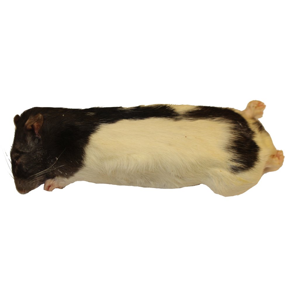 Peregrine Livefoods Frozen Rat Large 250-350g - Pack of 5