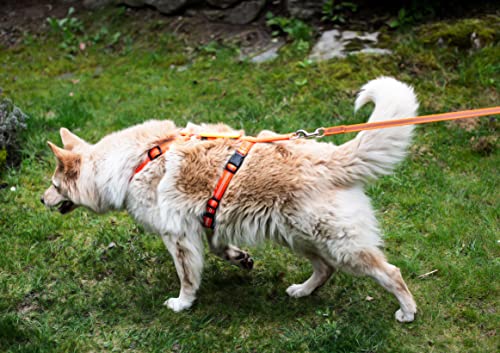 Feltmann Hundegeschirr Mantrailing/Suchgeschirr Profi -Super Soft, Neonorange, reflektierend, Bauchumfang 60-80 cm, 25 mm Bandbreite