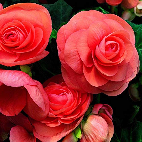 FernsFly® IMP. Begonia | Begoniaceae Flower Perennial Flowering Plant Aromatic Flower Bulbs Home Outdoor Gardening Bulbs Blooming planting (Pack Of 3 Begonia Roseform Salmon) (B08WH4DMMN) Amazon Price History, Amazon Price Tracker
