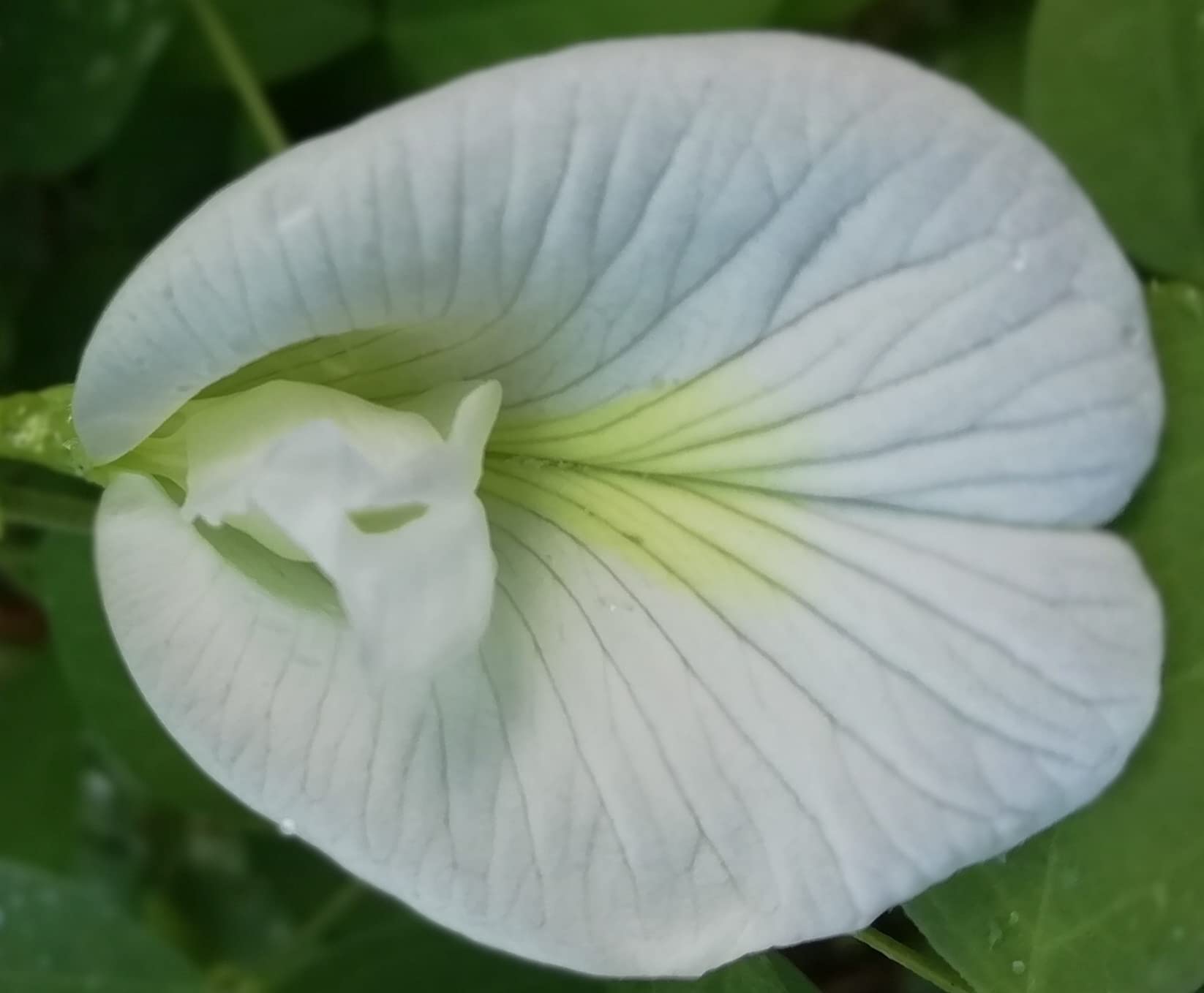 White Clitoria Aparajita Butterfly Pea or Clitoria Ternatea Seeds (B09748HYWX) Amazon Price History, Amazon Price Tracker