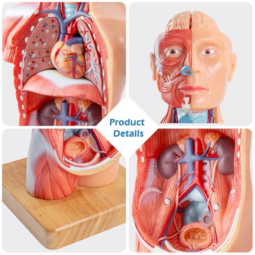 Image of Human Body Model for Anatomy Study, 15 Part 11'' Human Torso Model with Removable Organs Brain Lung Stomach Heart for Medical Student Lab & Classroom Use