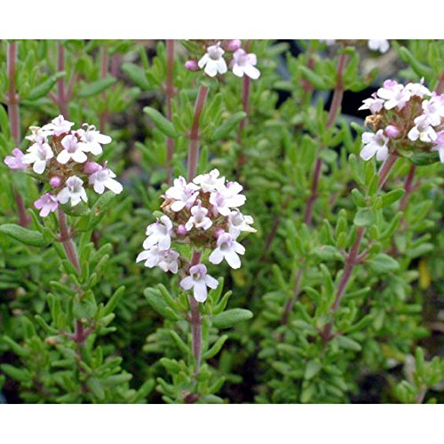 Thyme Common - Thymus Vulgaris Compactus